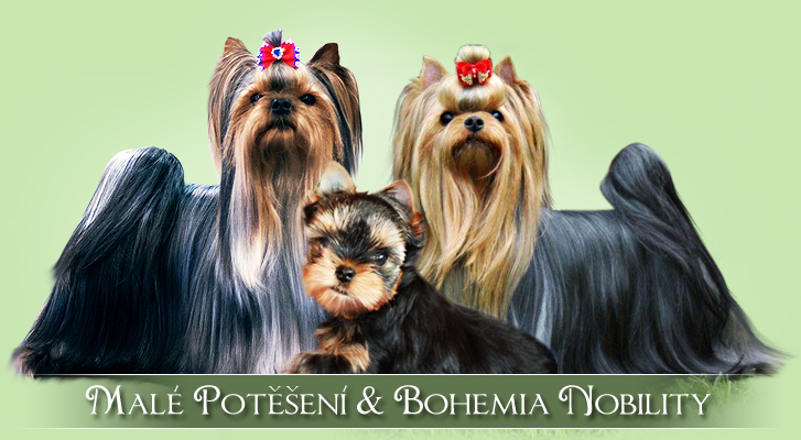 yoršírský teriér - yorkshire terrier Malé potěšení & Bohemia Nobility